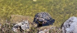 k-wasserschildkroete_1