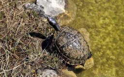 k-wasserschildkroete_2