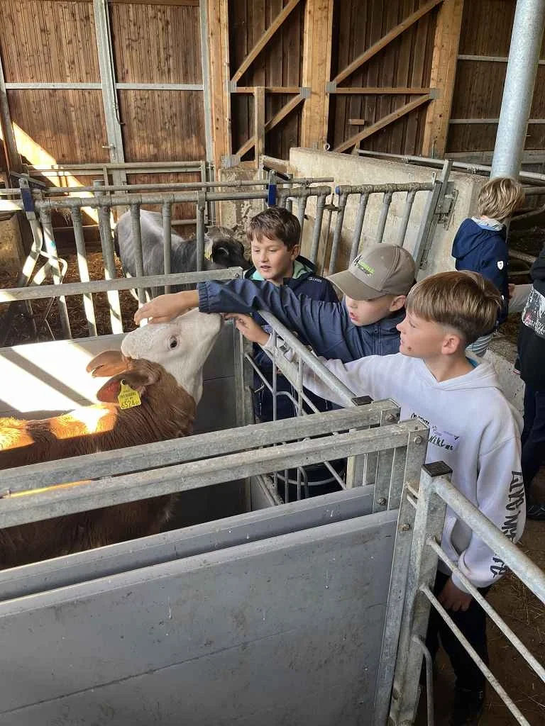 Kinder streicheln Kälber in einem Stall in Österreich.